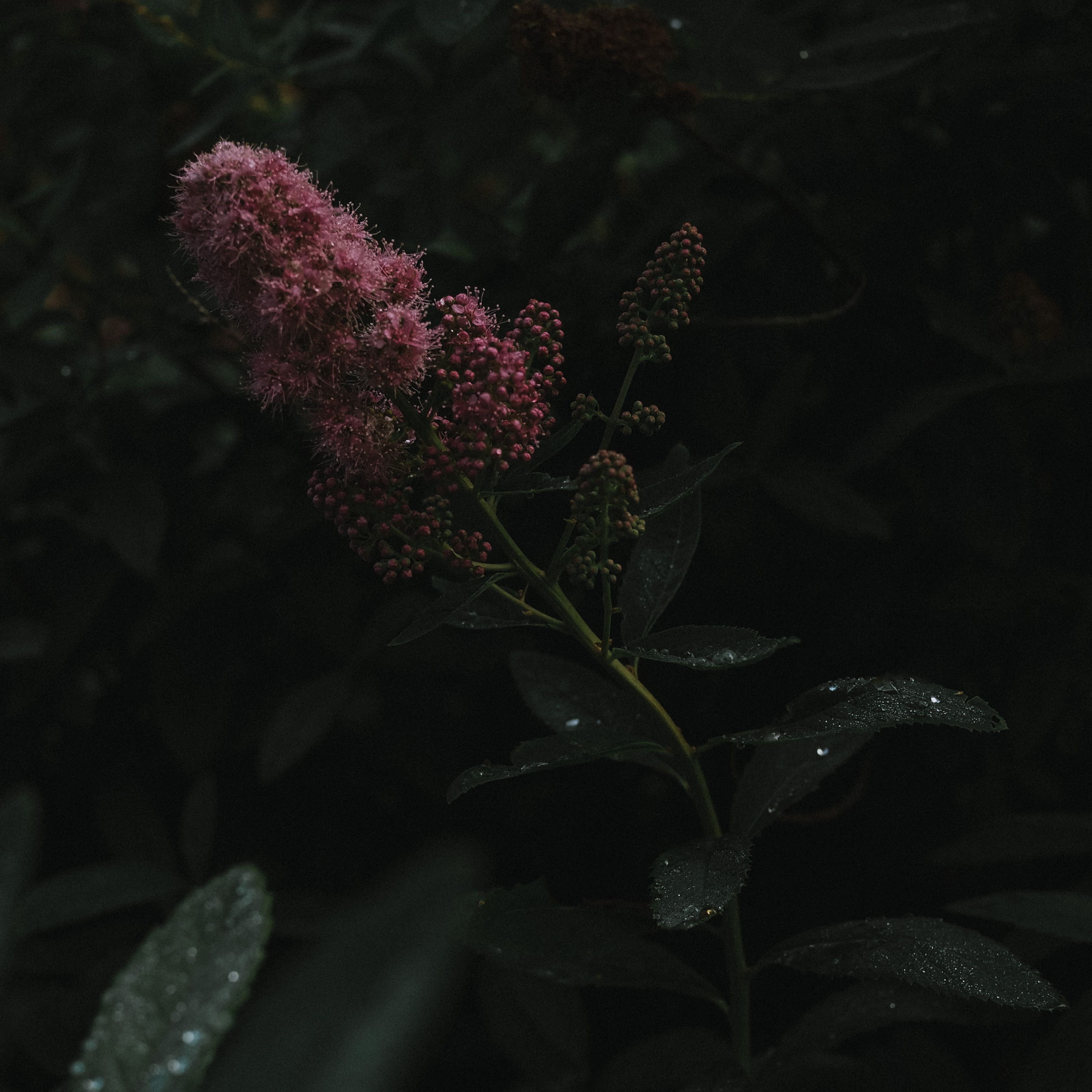 A single rose-pink flower head held in soft light against dark foliage